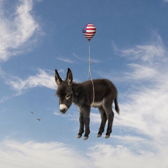 Wild donkey energy radiating from HeeHaw
